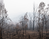 Bushfire recovery efforts 