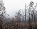 Bushfire recovery efforts 