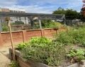 Thriving community garden at Batemans Bay Corps